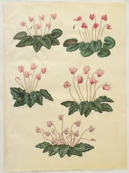 Purpurascens de cíclame; Hederifolium do ciclâmen